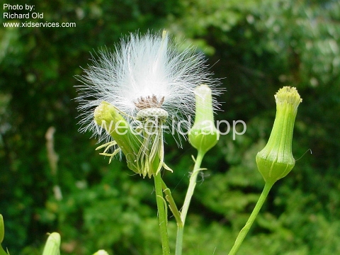 burnweed, American